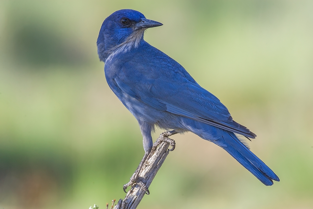 Pinyon Jay, Cabin Lake "Guzzlers," Deschutes National Forest, Near Fort Rock, Oregon