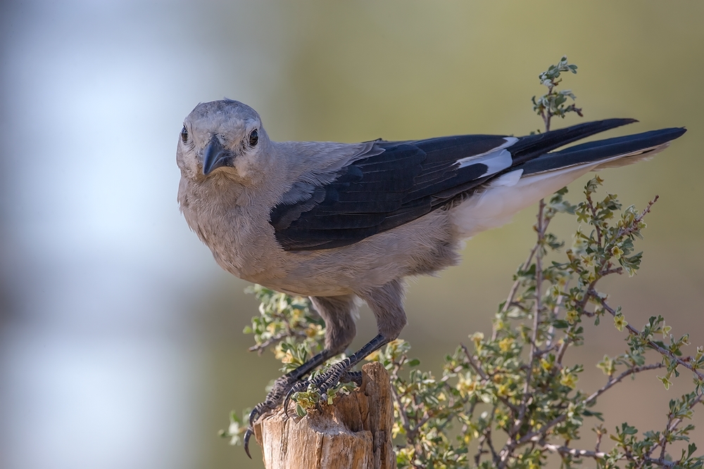 Clark's Nutcracker, Cabin Lake "Guzzlers," Deschutes National Forest, Near Fort Rock, Oregon