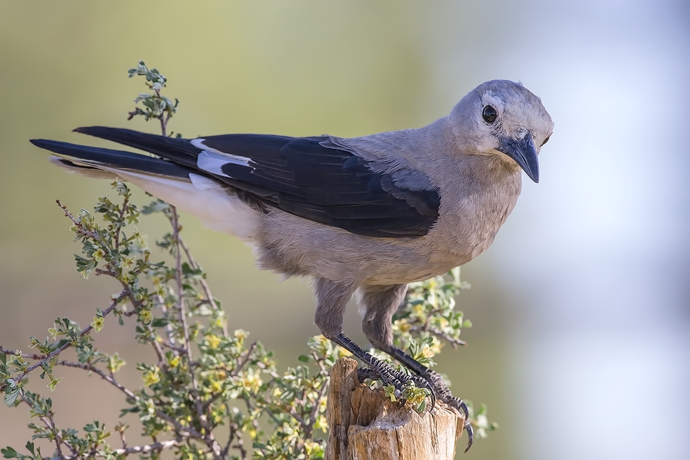 Clark's Nutcracker, Cabin Lake "Guzzlers," Deschutes National Forest, Near Fort Rock, Oregon