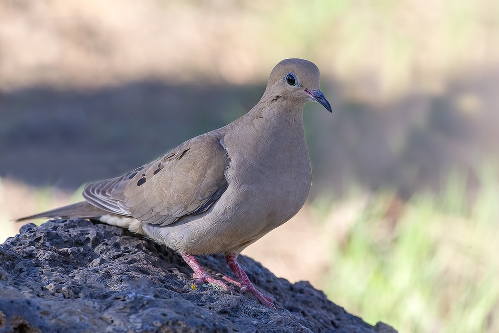 Mourning Dove, Cabin Lake "Guzzlers," Deschutes National Forest, Near Fort Rock, Oregon