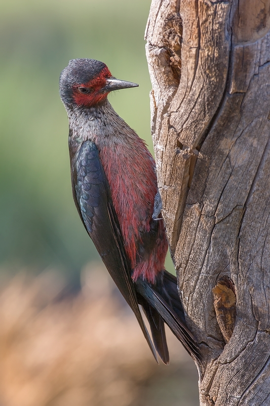 Lewis's Woodpecker, Cabin Lake "Guzzlers," Deschutes National Forest, Near Fort Rock, Oregon