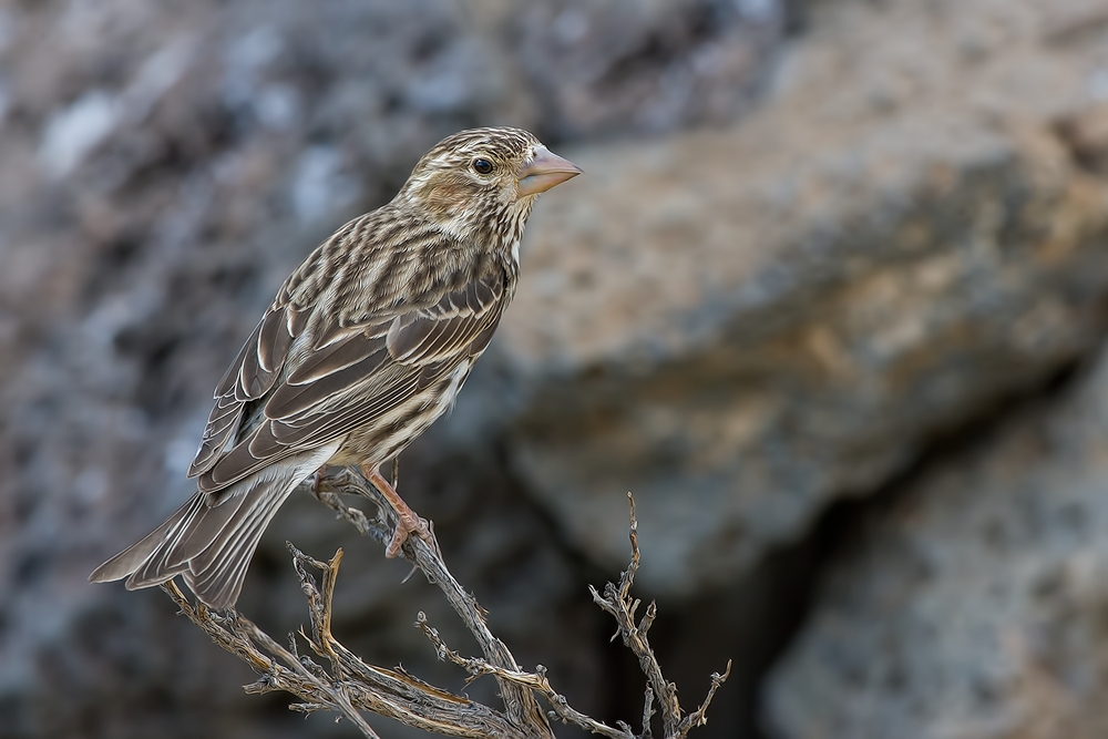 Cassin's Finch (Female), Cabin Lake "Guzzlers," Deschutes National Forest, Near Fort Rock, Oregon