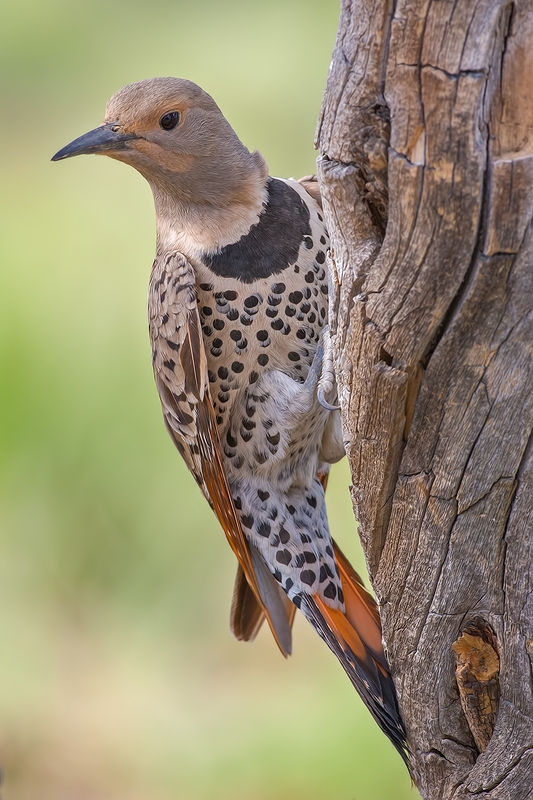 Northern Flicker (Female), Cabin Lake "Guzzlers," Deschutes National Forest, Near Fort Rock, Oregon