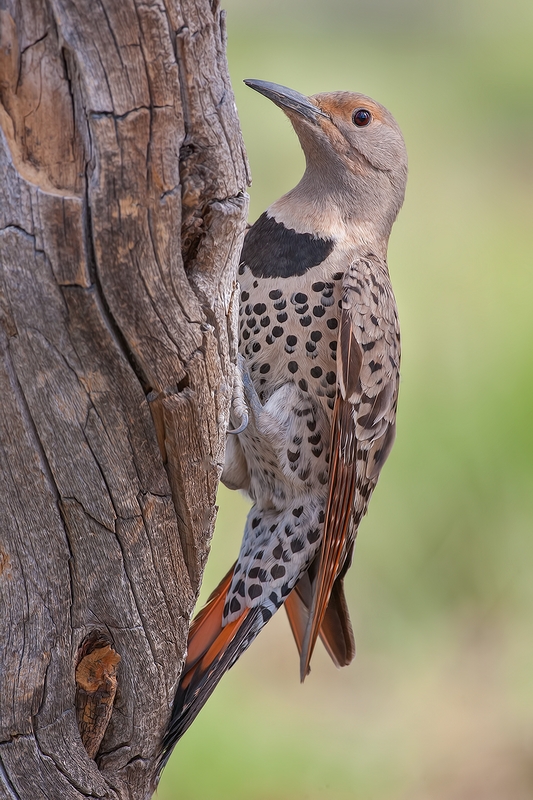 Northern Flicker (Female), Cabin Lake "Guzzlers," Deschutes National Forest, Near Fort Rock, Oregon