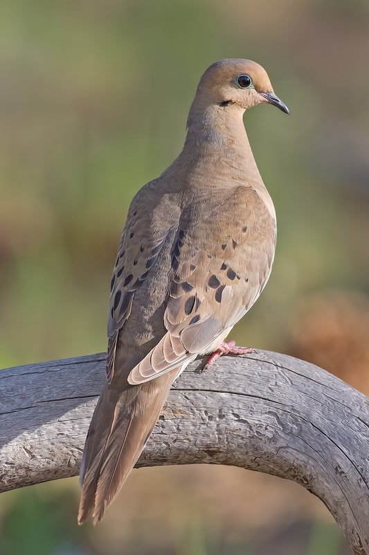 Mourning Dove, Cabin Lake "Guzzlers," Deschutes National Forest, Near Fort Rock, Oregon