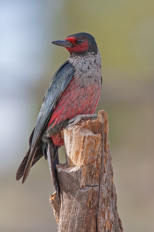 Lewis's Woodpecker, Cabin Lake "Guzzlers," Deschutes National Forest, Near Fort Rock, Oregon