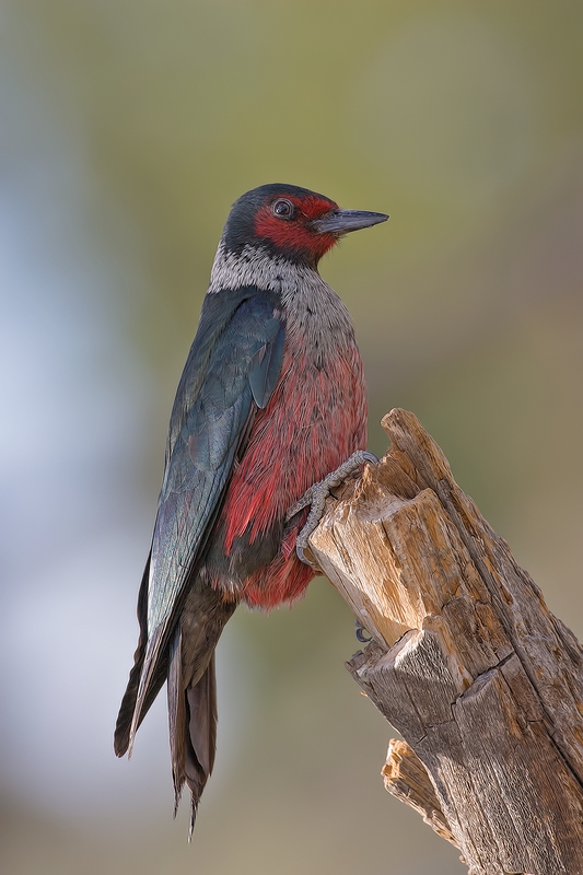 Lewis's Woodpecker, Cabin Lake "Guzzlers," Deschutes National Forest, Near Fort Rock, Oregon