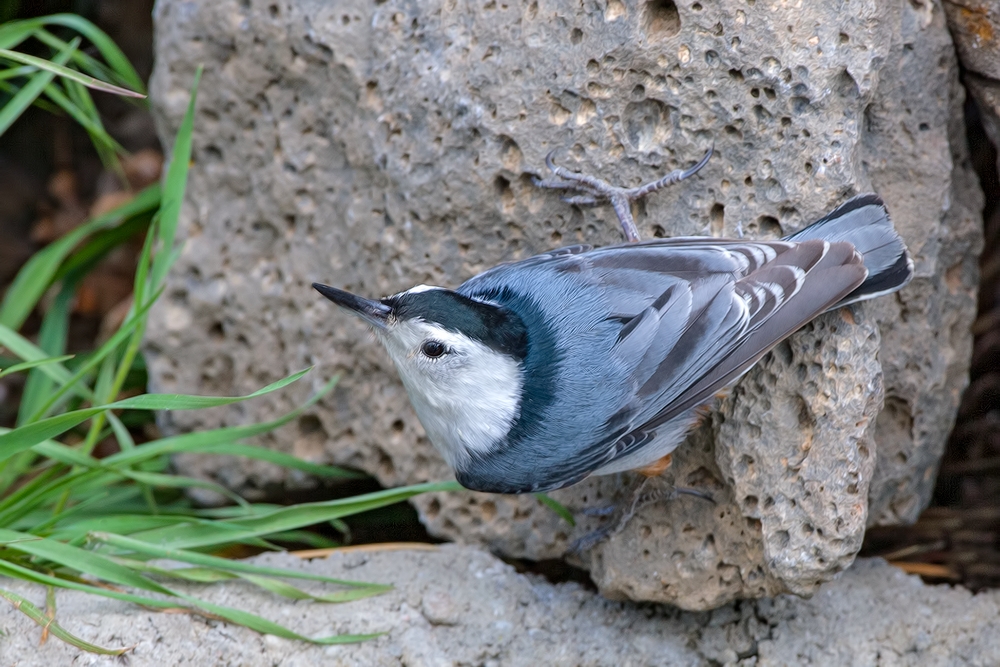 White-Breasted Nuthatch, Cabin Lake "Guzzlers," Deschutes National Forest, Near Fort Rock, Oregon