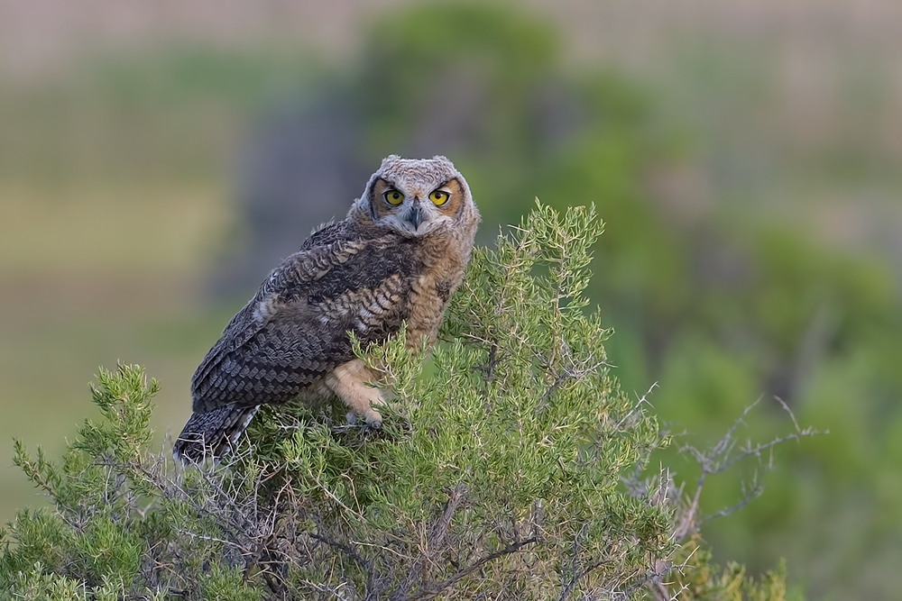 Great Horned Owl (Juvenile), Near Abandoned Barn, Summer Lake Wildlife Refuge, Oregon