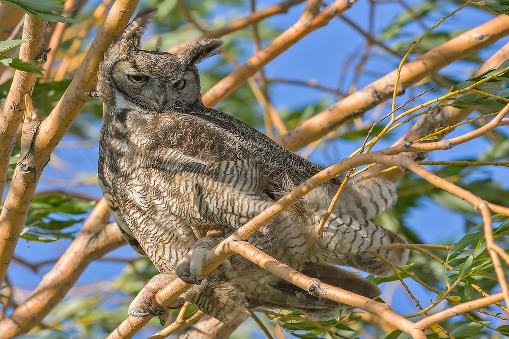 Great Horned Owl (Adult), Near Abandoned Barn, Summer Lake Wildlife Refuge, Oregon