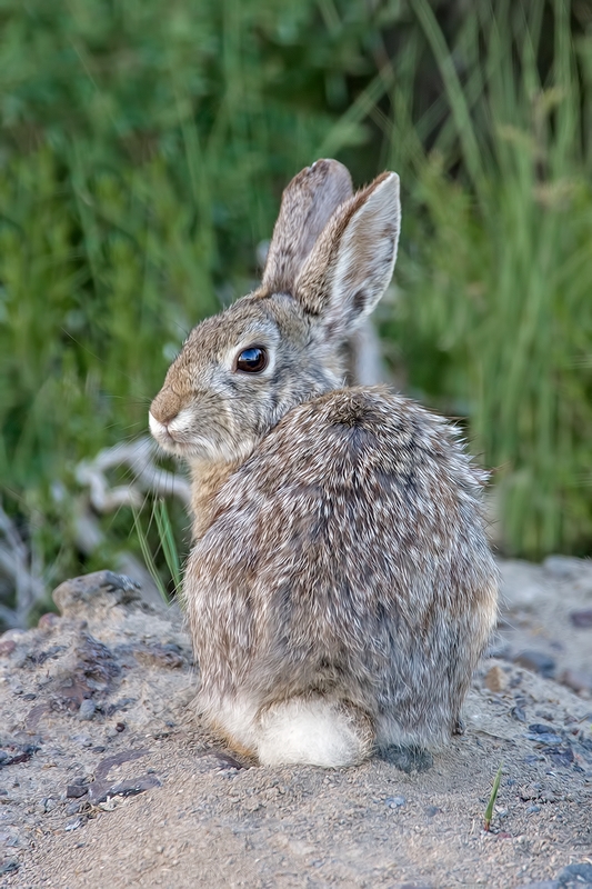 Cottontail, North Entrance Gate, Summer Lake Wildlife Refuge, Oregon