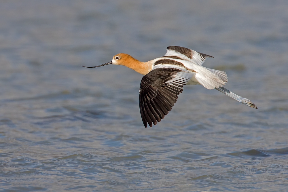 American Avocet, Bullgate Dike, Summer Lake Wildlife Refuge, Oregon