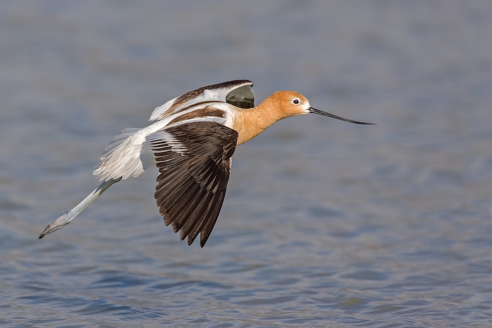 American Avocet, Bullgate Dike, Summer Lake Wildlife Refuge, Oregon