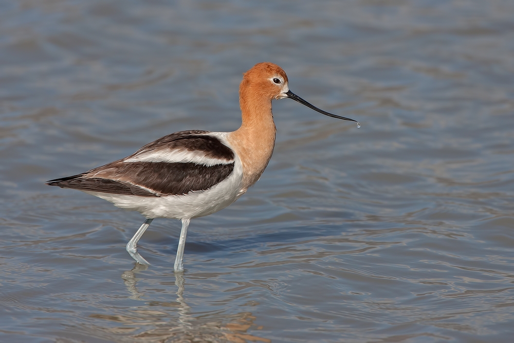 American Avocet, Bullgate Dike, Summer Lake Wildlife Refuge, Oregon