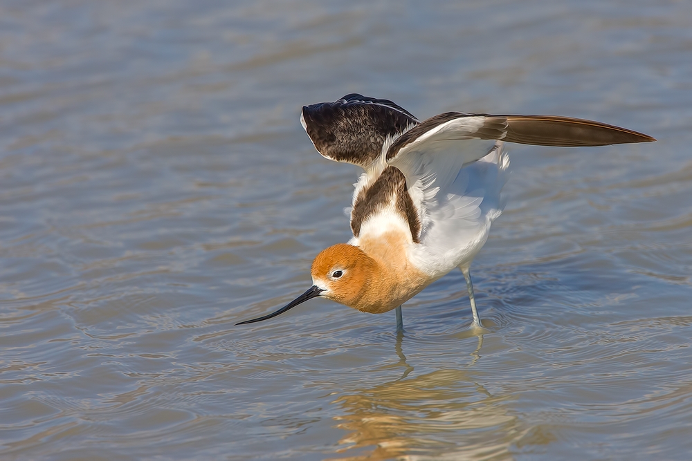 American Avocet, Bullgate Dike, Summer Lake Wildlife Refuge, Oregon