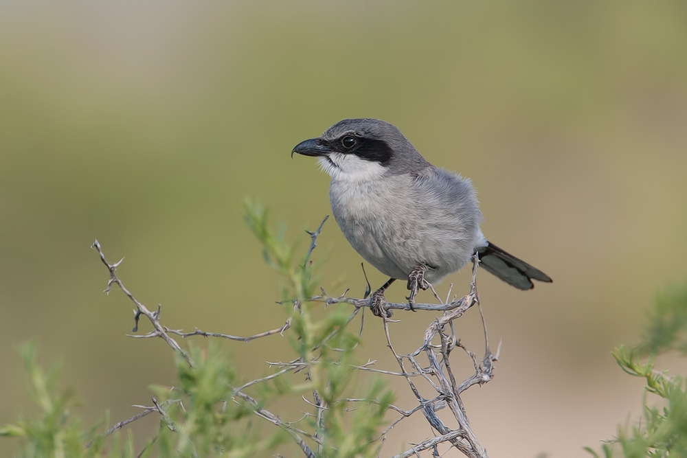 Northern Shrike, Near Abandoned Barn, Summer Lake Wildlife Refuge, Oregon