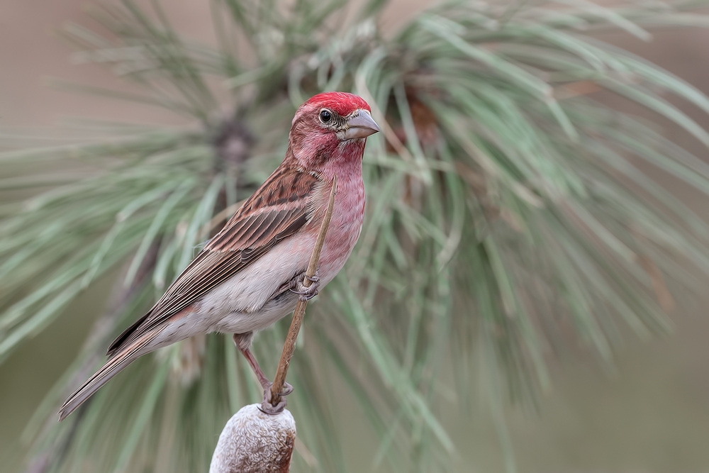 Cassin's Finch (Male), Cabin Lake "Guzzlers," Deschutes National Forest, Near Fort Rock, Oregon