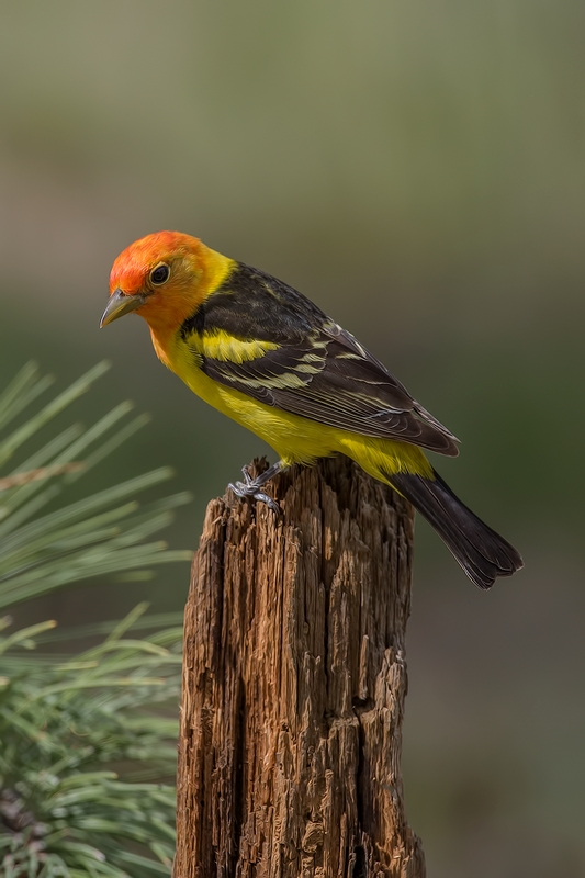 Western Tanager (Male), Cabin Lake "Guzzlers," Deschutes National Forest, Near Fort Rock, Oregon