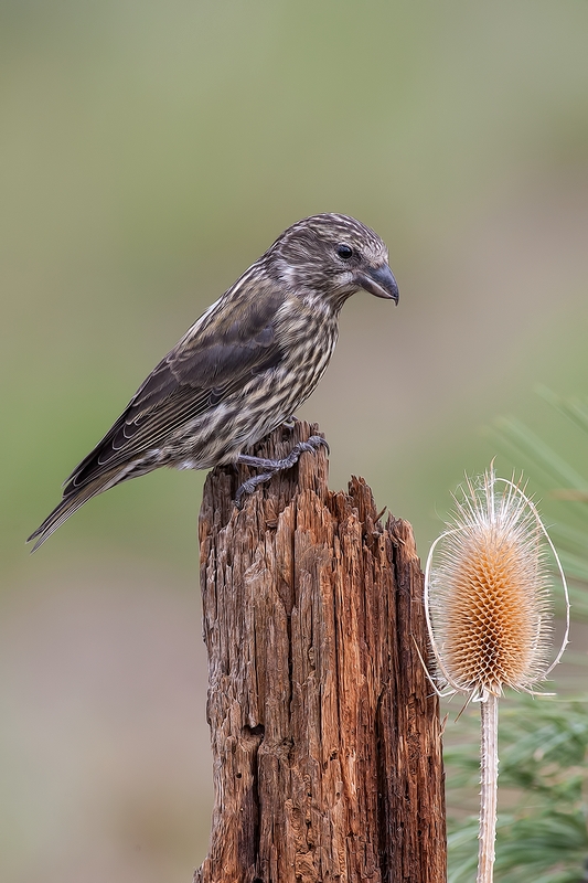 Red Crossbill (Male), Cabin Lake "Guzzlers," Deschutes National Forest, Near Fort Rock, Oregon