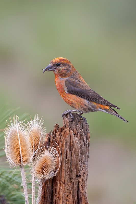 Red Crossbill (Male), Cabin Lake "Guzzlers," Deschutes National Forest, Near Fort Rock, Oregon