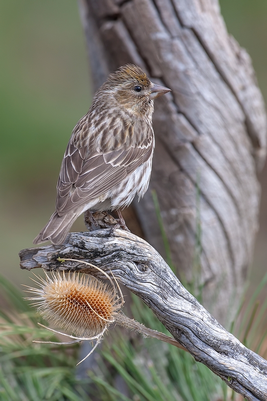 Cassin's Finch (Female), Cabin Lake "Guzzlers," Deschutes National Forest, Near Fort Rock, Oregon