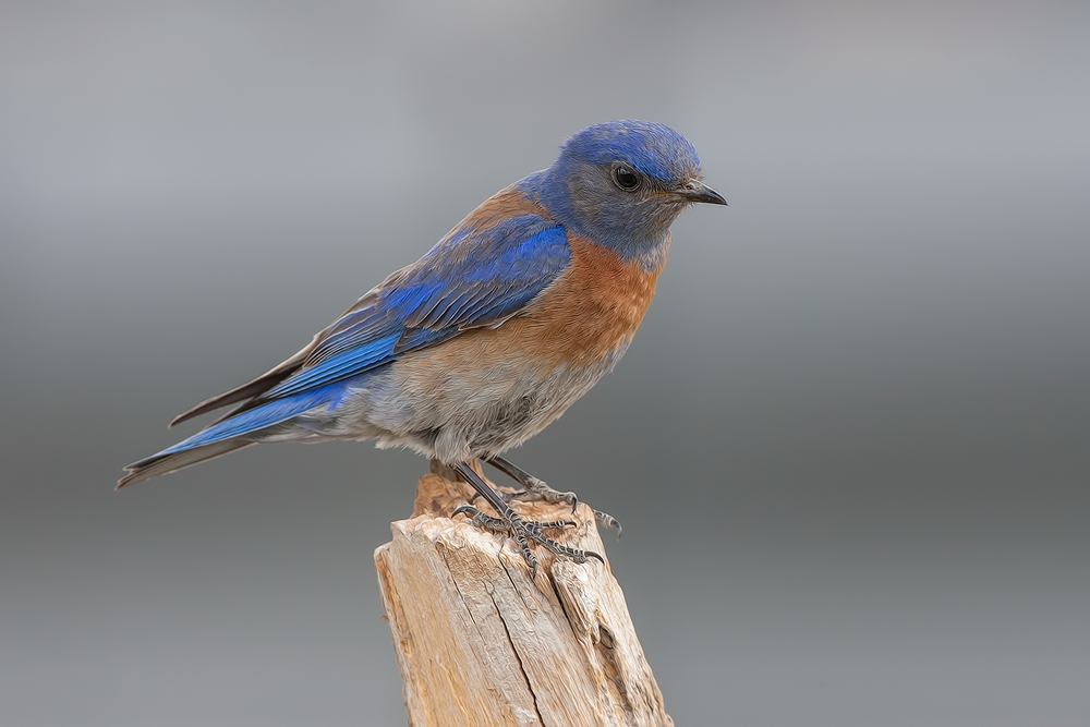 Western Bluebird, Cabin Lake "Guzzlers," Deschutes National Forest, Near Fort Rock, Oregon