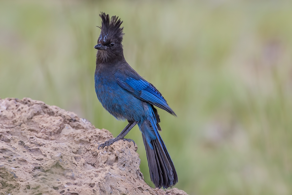 Stellar's Jay, Cabin Lake "Guzzlers," Deschutes National Forest, Near Fort Rock, Oregon