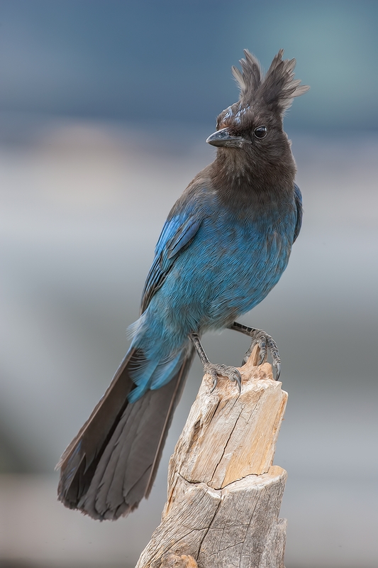 Stellar's Jay, Cabin Lake "Guzzlers," Deschutes National Forest, Near Fort Rock, Oregon