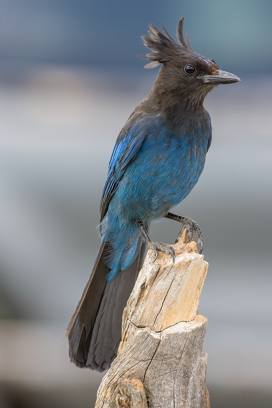 Stellar's Jay, Cabin Lake "Guzzlers," Deschutes National Forest, Near Fort Rock, Oregon