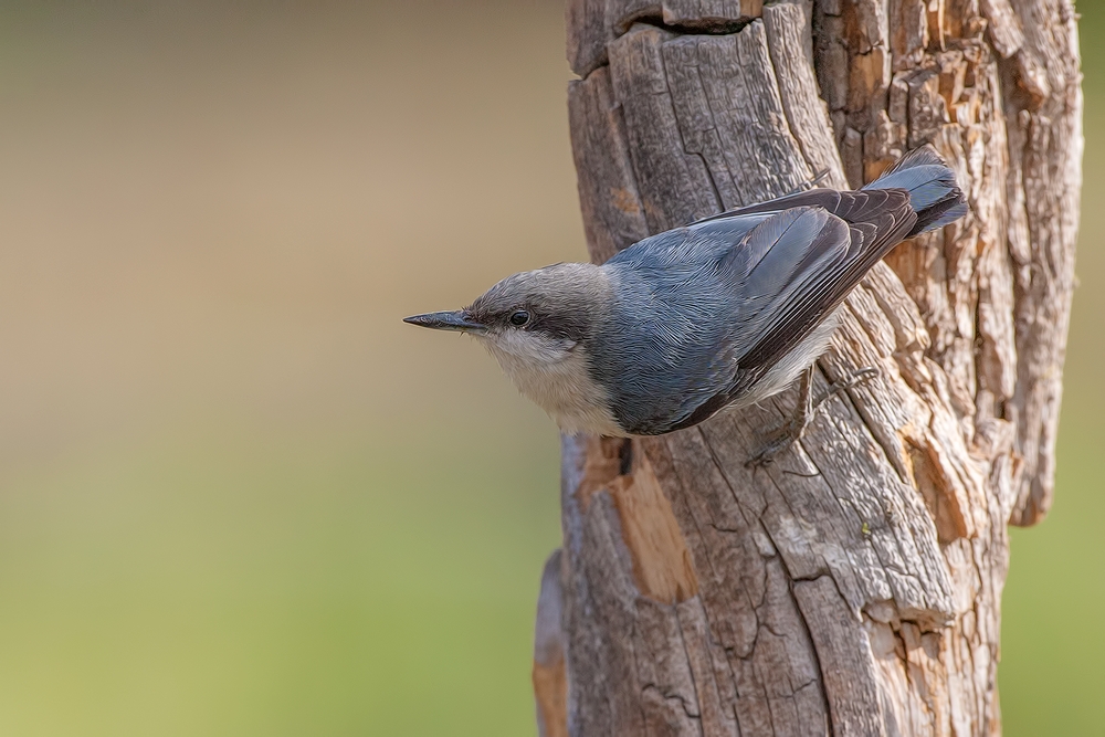 Pygmy Nuthatch, Cabin Lake "Guzzlers," Deschutes National Forest, Near Fort Rock, Oregon