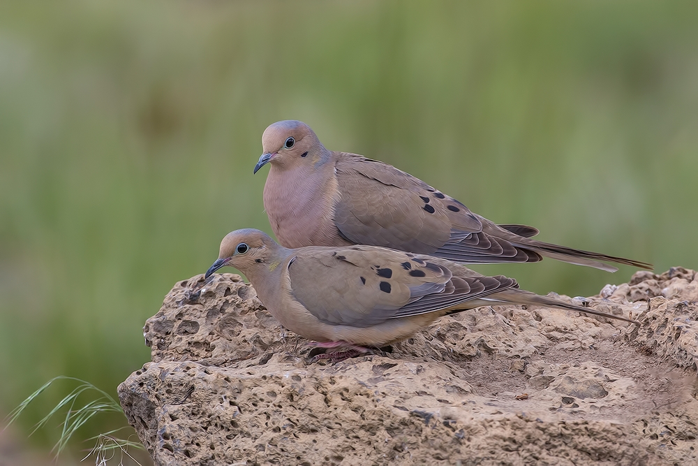 Mourning Doves, Cabin Lake "Guzzlers," Deschutes National Forest, Near Fort Rock, Oregon