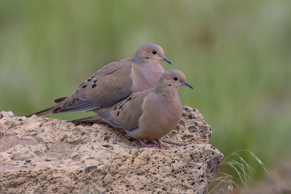 Mourning Doves, Cabin Lake "Guzzlers," Deschutes National Forest, Near Fort Rock, Oregon