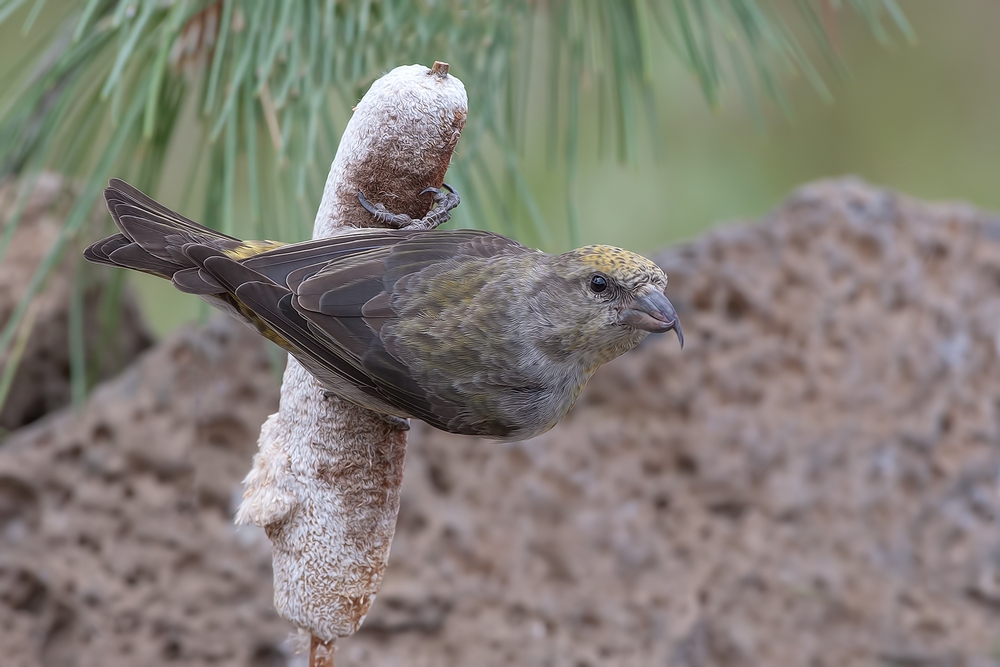 Red Crossbill (Female), Cabin Lake "Guzzlers," Deschutes National Forest, Near Fort Rock, Oregon