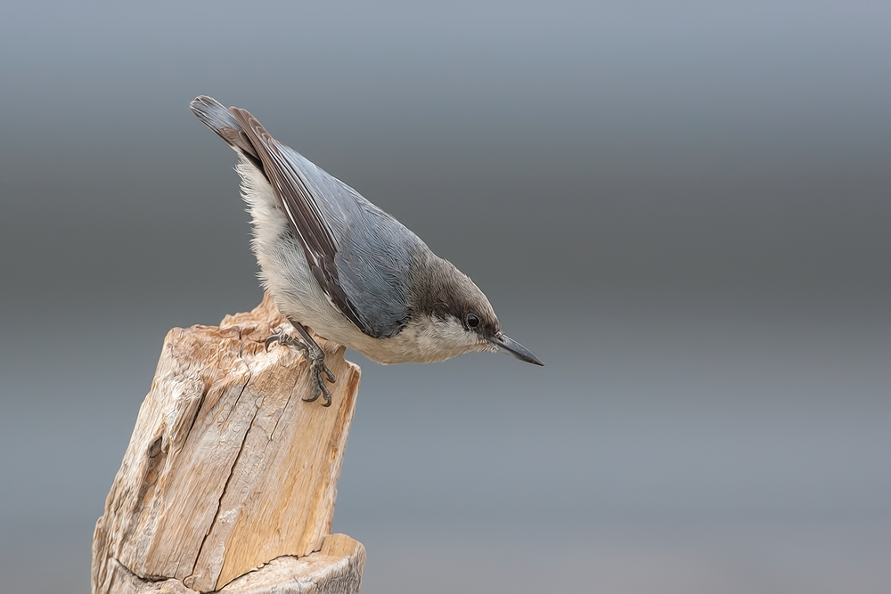 Pygmy Nuthatch, Cabin Lake "Guzzlers," Deschutes National Forest, Near Fort Rock, Oregon