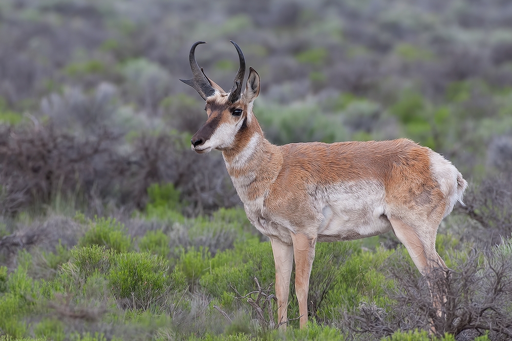 Pronghorn, Cabin Lake Road, Near Fort Rock, Oregon