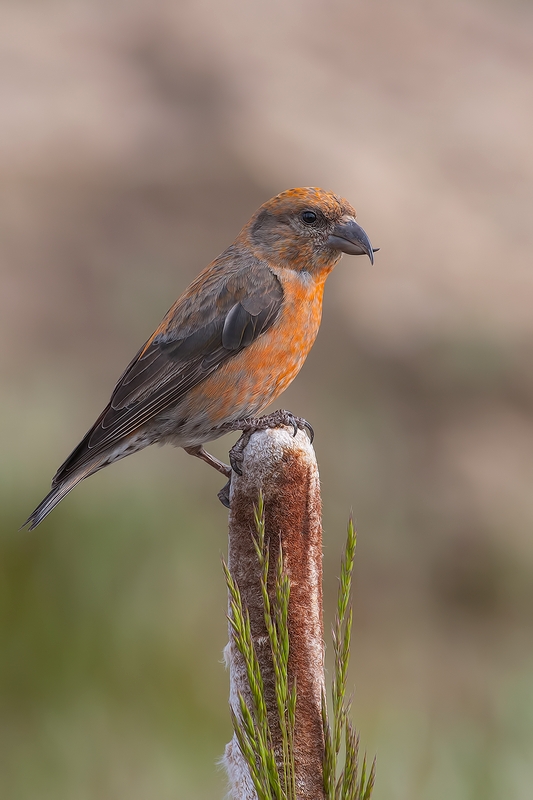 Red Crossbill (Male), Cabin Lake "Guzzlers," Deschutes National Forest, Near Fort Rock, Oregon