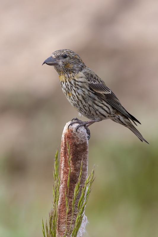 Red Crossbill (Female), Cabin Lake "Guzzlers," Deschutes National Forest, Near Fort Rock, Oregon