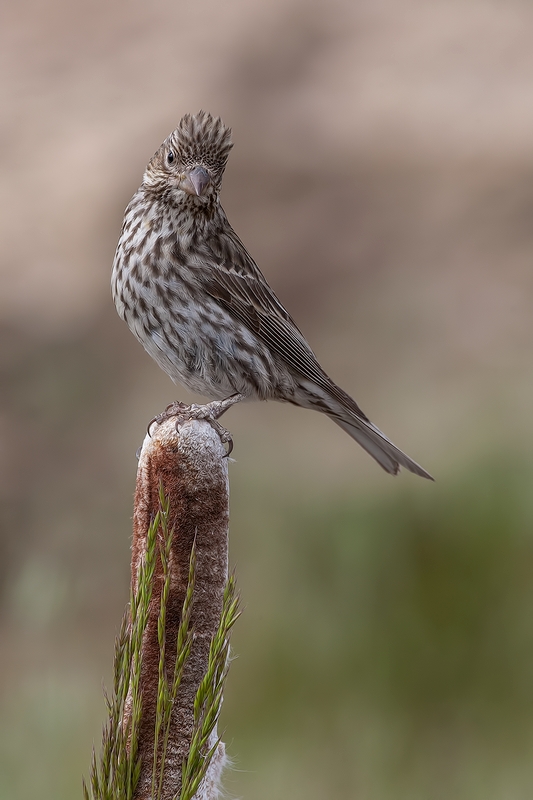 Cassin's Finch (Female), Cabin Lake "Guzzlers," Deschutes National Forest, Near Fort Rock, Oregon