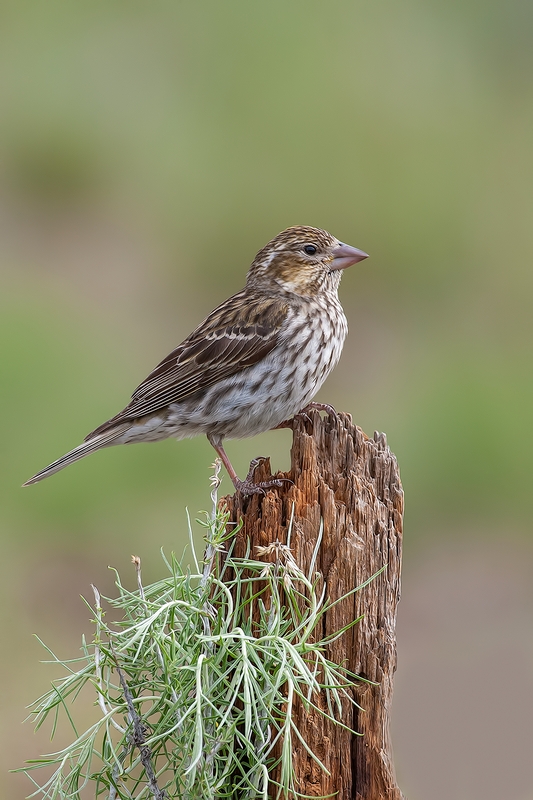 Cassin's Finch (Female), Cabin Lake "Guzzlers," Deschutes National Forest, Near Fort Rock, Oregon