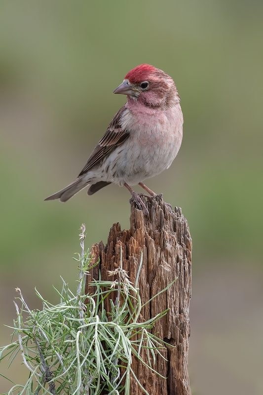 Cassin's Finch (Male), Cabin Lake "Guzzlers," Deschutes National Forest, Near Fort Rock, Oregon