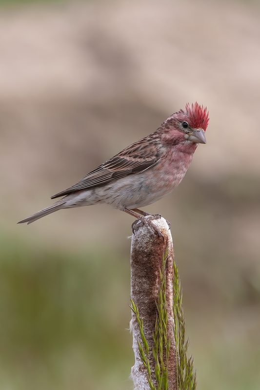 Cassin's Finch (Male), Cabin Lake "Guzzlers," Deschutes National Forest, Near Fort Rock, Oregon