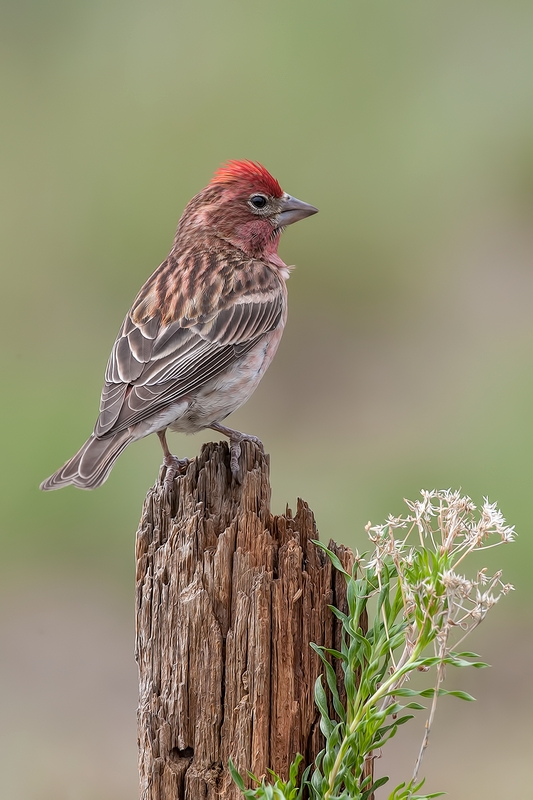 Cassin's Finch (Male), Cabin Lake "Guzzlers," Deschutes National Forest, Near Fort Rock, Oregon