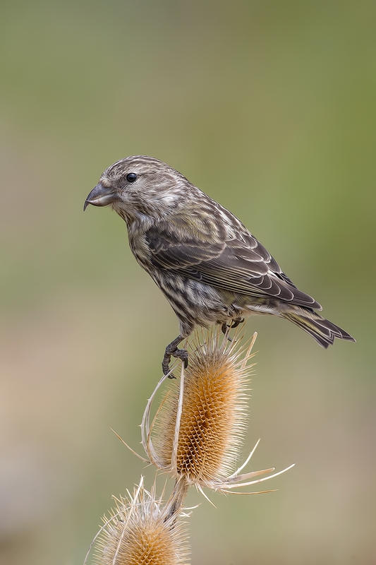 Red Crossbill (Female), Cabin Lake "Guzzlers," Deschutes National Forest, Near Fort Rock, Oregon