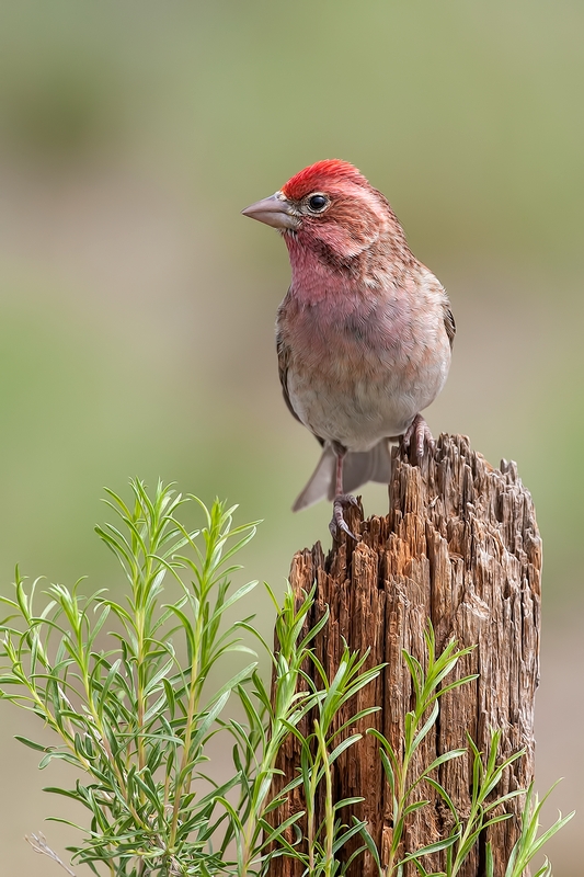 Cassin's Finch (Male), Cabin Lake "Guzzlers," Deschutes National Forest, Near Fort Rock, Oregon