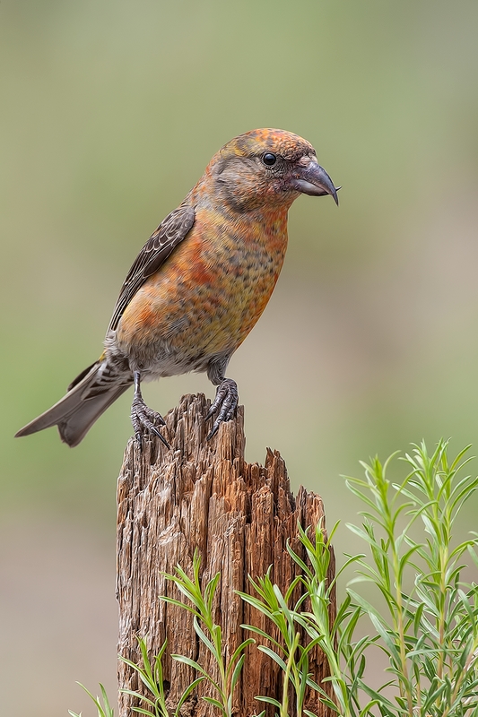 Red Crossbill (Male), Cabin Lake "Guzzlers," Deschutes National Forest, Near Fort Rock, Oregon