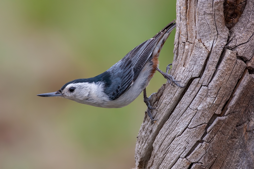 White-Breasted Nuthatch, Cabin Lake "Guzzlers," Deschutes National Forest, Near Fort Rock, Oregon