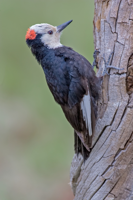 White-Headed Woodpecker, Cabin Lake "Guzzlers," Deschutes National Forest, Near Fort Rock, Oregon