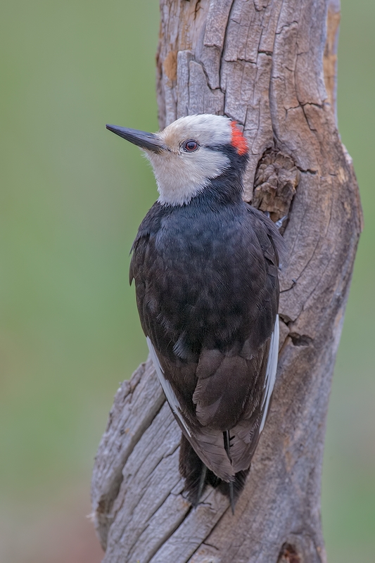 White-Headed Woodpecker, Cabin Lake "Guzzlers," Deschutes National Forest, Near Fort Rock, Oregon