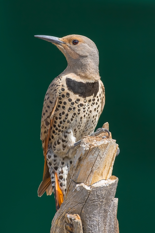 Northern Flicker (Female), Cabin Lake "Guzzlers," Deschutes National Forest, Near Fort Rock, Oregon