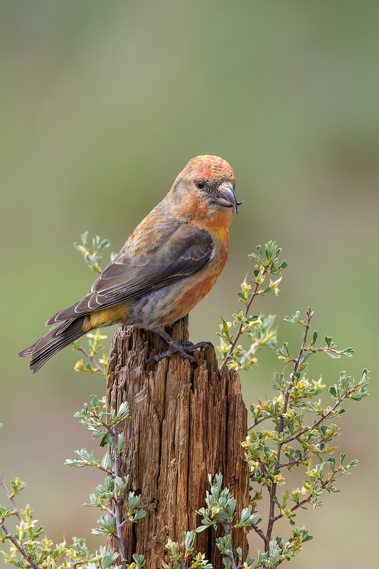 Red Crossbill (Male), Cabin Lake "Guzzlers," Deschutes National Forest, Near Fort Rock, Oregon